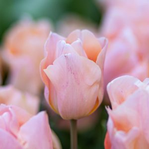 Apricot Beauty