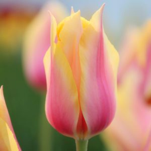 Blushing Lady