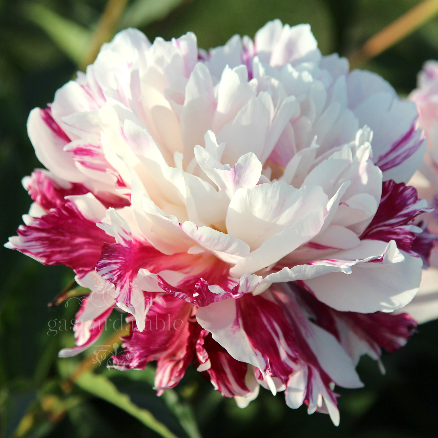 Graines De Pivoines Mélangées - Sachet De 100 Graines - Pour Jardin, Balcon, Culture Intérieure Ou Extérieure