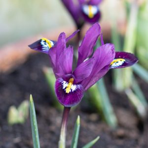 Iris reticulata 'Purple Hill'