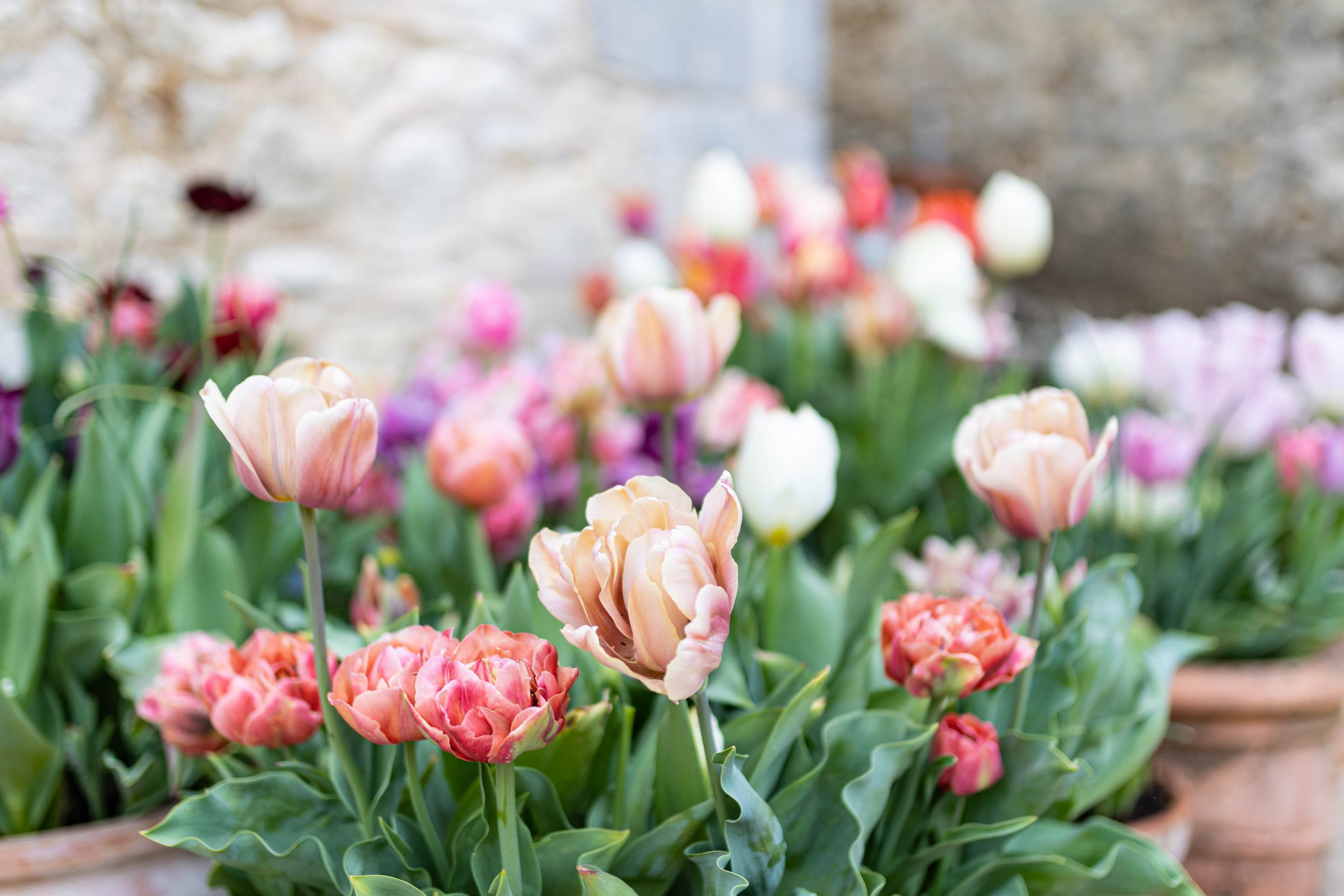 Comment planter des tulipes GASPARDATABLE