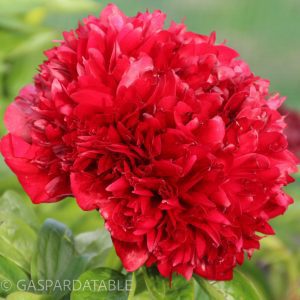 Red Grace