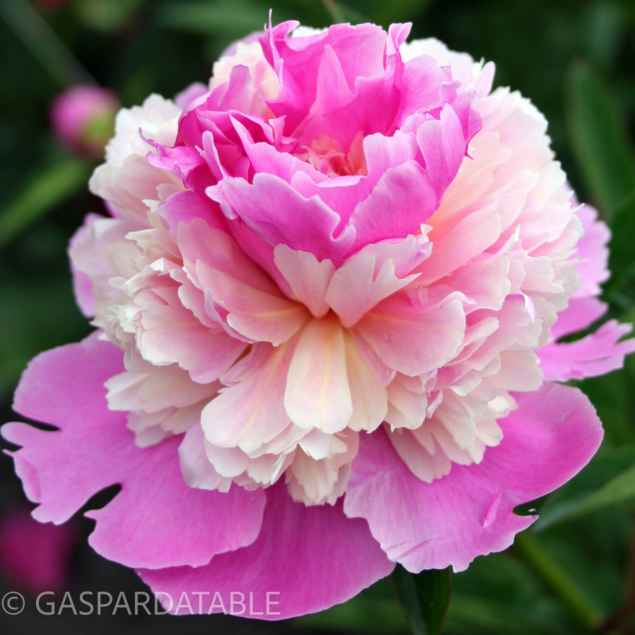 Пион Paeonia lactiflora 'Sorbet