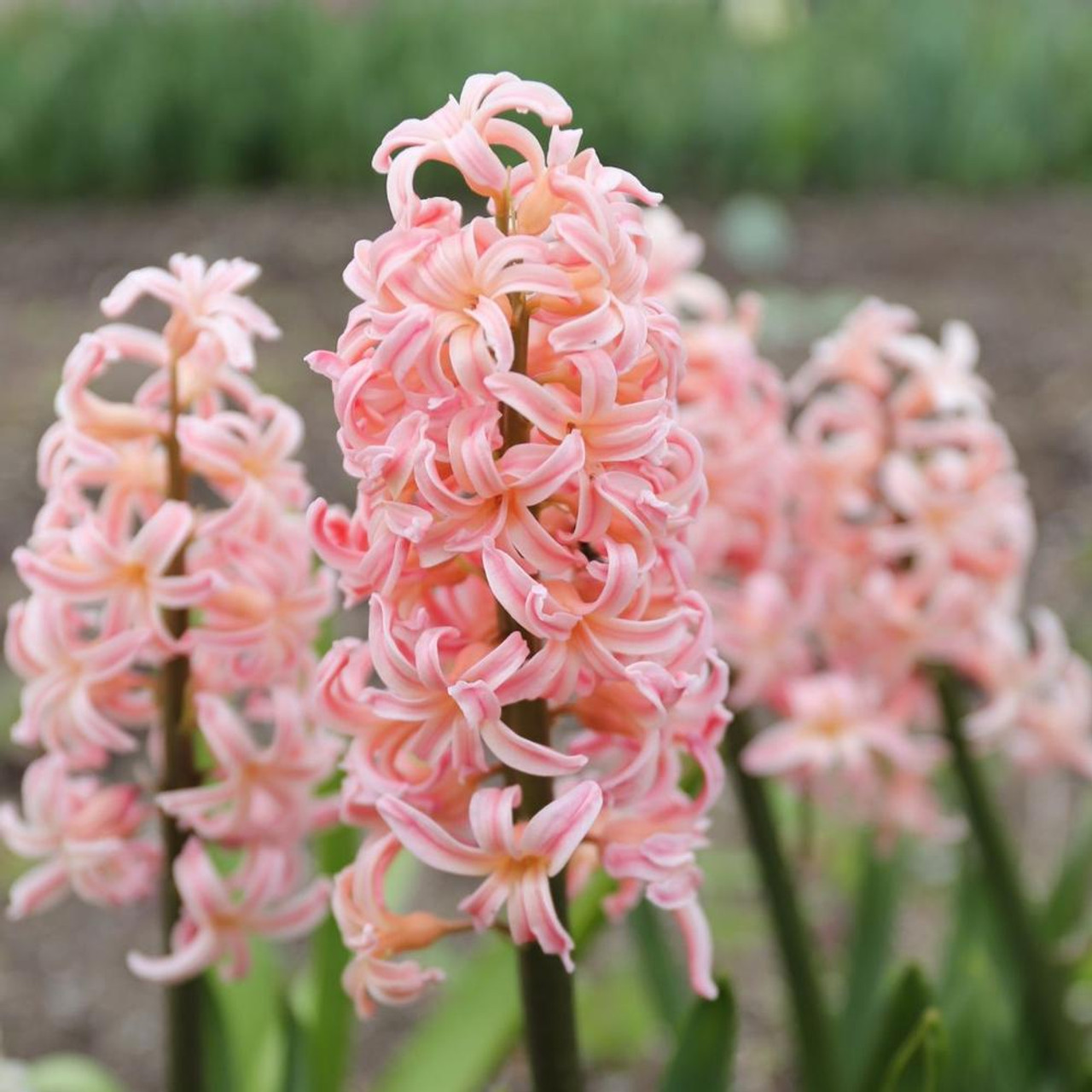 Jacinthes : Hyacinthus Orientalis 'Gipsy Queen' - Gaspardatable