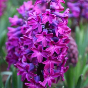 Hyacinthus Orientalis 'Woodstock'