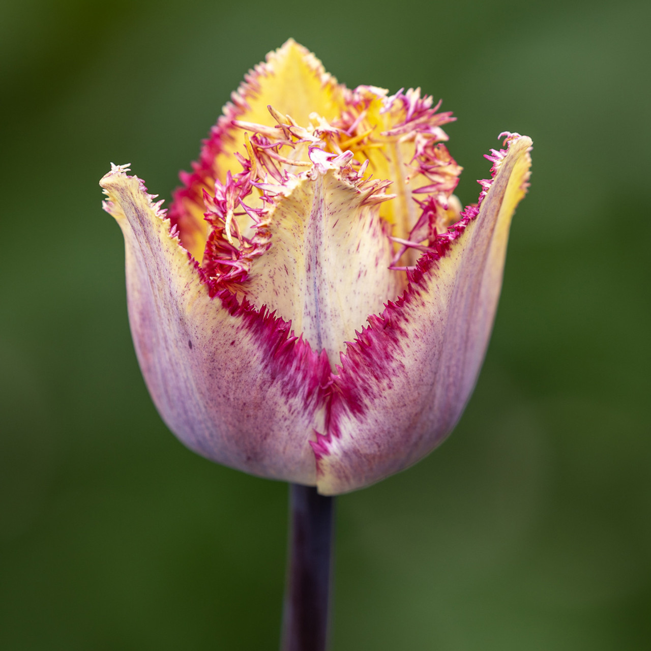 9 Pièces Stylos Fleur Tulipe, Stylos Fleur à Changement de Couleur